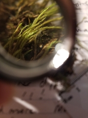 Brachythecium laetum