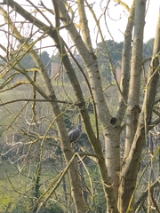 Columba palumbus