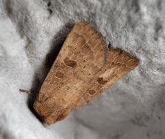 Hoplodrina blanda