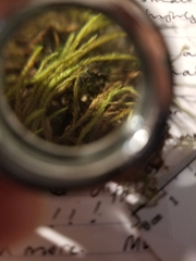 Brachythecium laetum