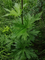 Aconitum septentrionale