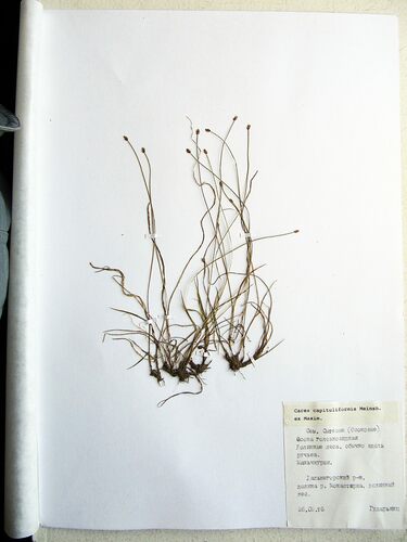 Carex onoei iNat (3)