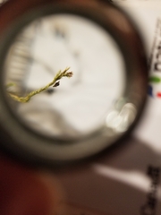 Brachythecium laetum