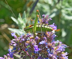 Poecilimon macedonicus