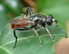 Xylota bicolor