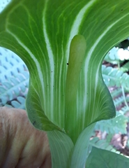Arisaema amurense