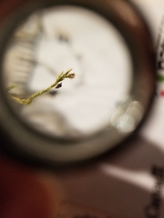 Brachythecium laetum