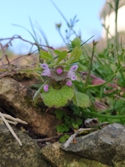 Lamium purpureum