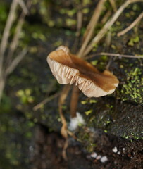 Entoloma readiae