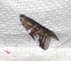 Acrobasis vaccinii