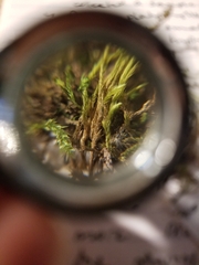 Brachythecium laetum