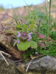 Lamium purpureum