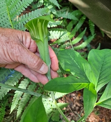 Arisaema amurense