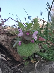 Lamium purpureum