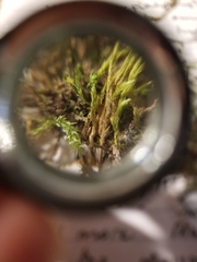 Brachythecium laetum