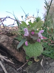 Lamium purpureum