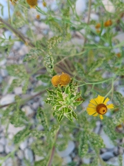 Helenium microcephalum
