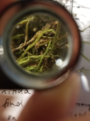 Brachythecium laetum