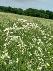 Eremogone longifolia