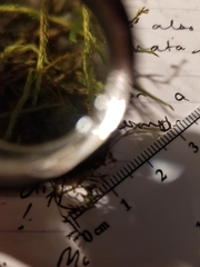 Brachythecium laetum