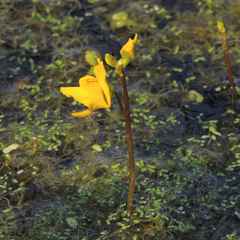 Utricularia