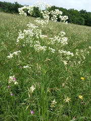 Eremogone longifolia