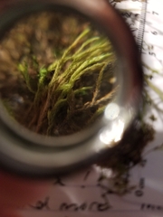 Brachythecium laetum