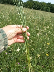 Eremogone longifolia