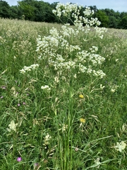 Eremogone longifolia