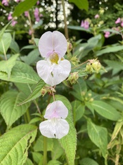 Impatiens glandulifera