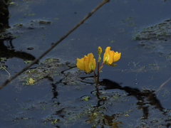 Utricularia