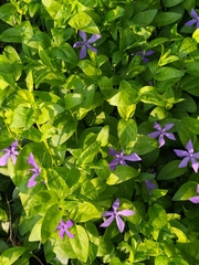 Magnoliopsida