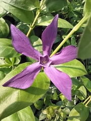 Magnoliopsida