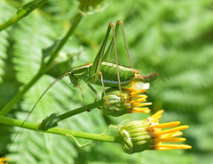 Poecilimon macedonicus