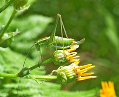 Poecilimon macedonicus