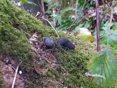Fungi