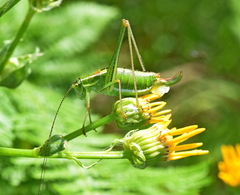 Poecilimon macedonicus