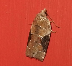 Acleris braunana