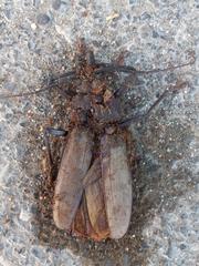 Xixuthrus domingoensis