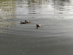 Anas platyrhynchos