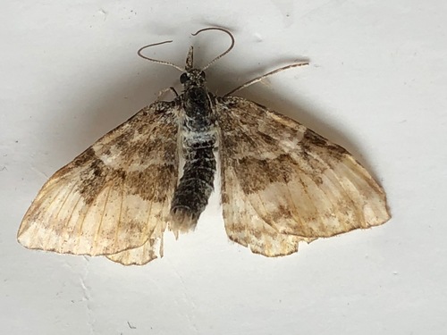 Common Carpet Moth photo 5