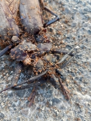 Xixuthrus domingoensis