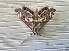 Neocataclysta magnificalis