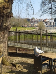 Larus argentatus