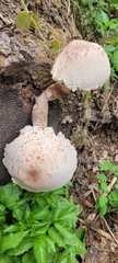 Leucoagaricus