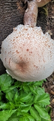 Leucoagaricus