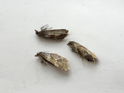 Aethes deutschiana