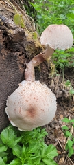 Leucoagaricus
