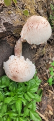 Leucoagaricus