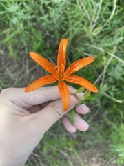 Lilium concolor partheneion